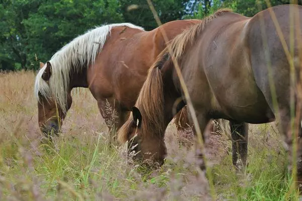 Les Chevaux Du Néour