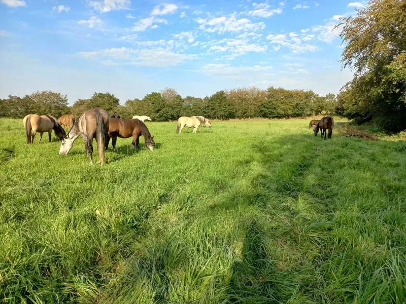 chevaux en pâture