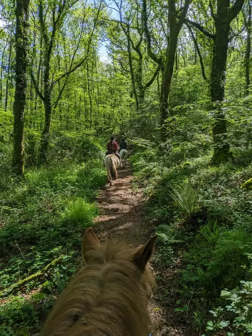 balade à cheval en forêt dans les monts d'Arrée, Finistère, Bretagne