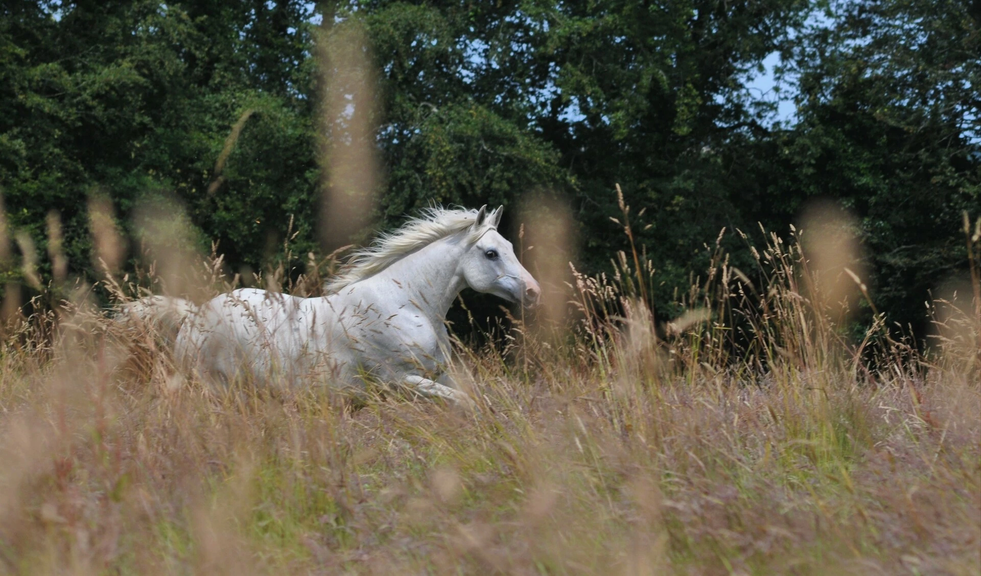 cheval au galop en pâture au centre équestre les chevaux du Néour