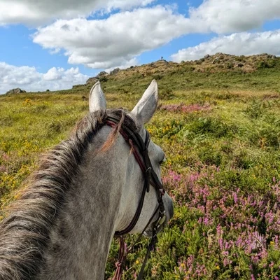 Tête de cheval dans les monts d'Arrée. Photo prise par le cavalier.