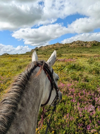 Tête de cheval monté avec un paysage des monts d'Arrée en arrière plan